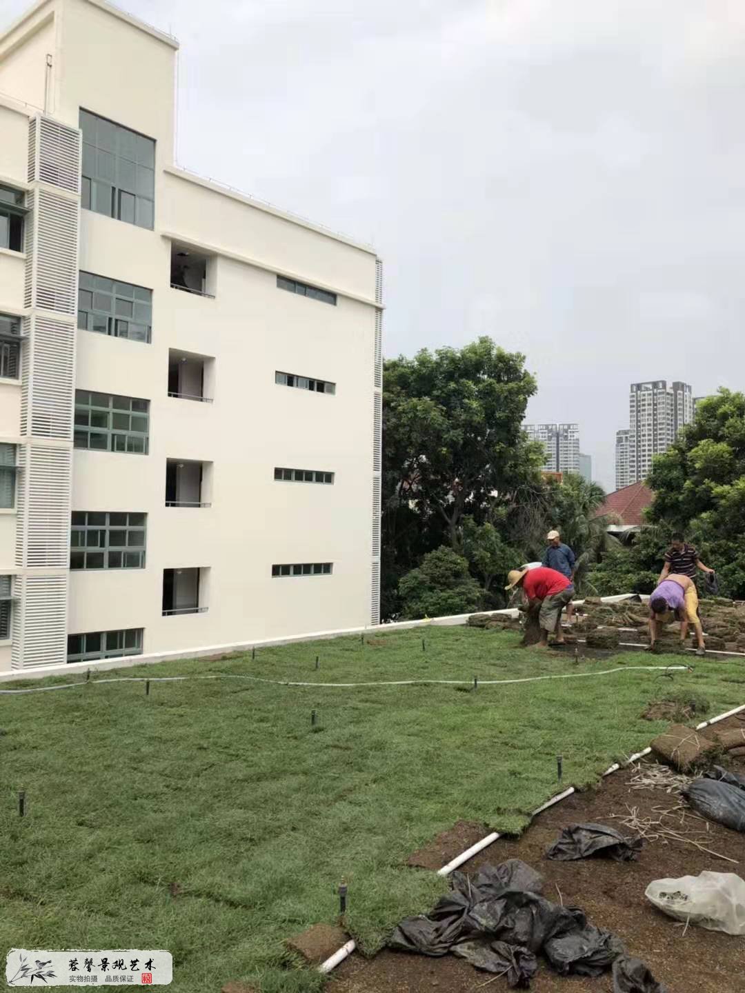 小学屋顶绿化