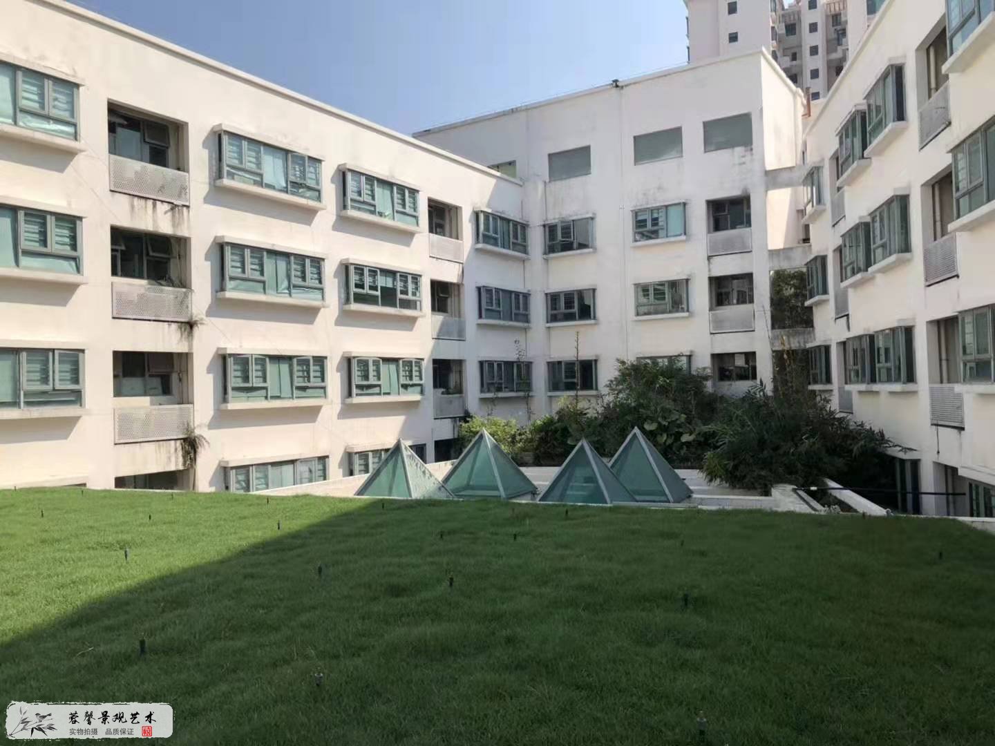 小学屋顶绿化