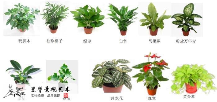 植物墙绿植