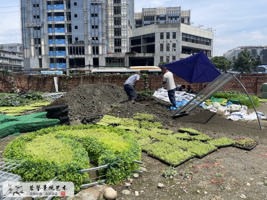 公园建党百年主题绿雕